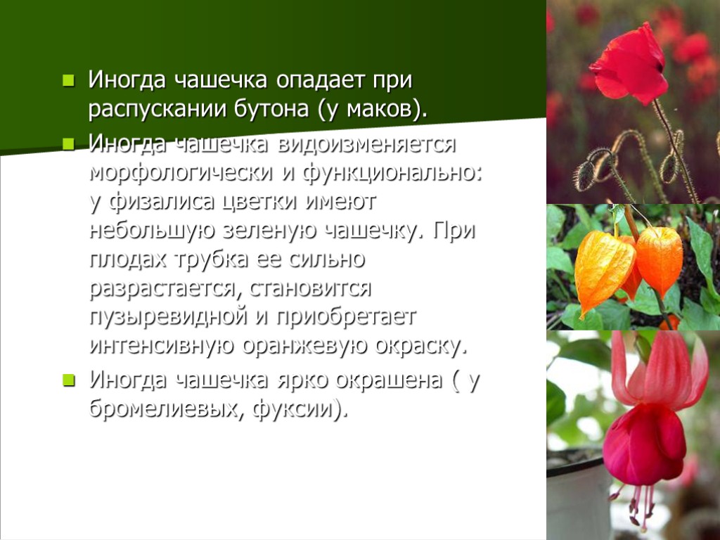 4 Иногда чашечка опадает при распускании бутона (у маков). Иногда чашечка видоизменяется морфологически и